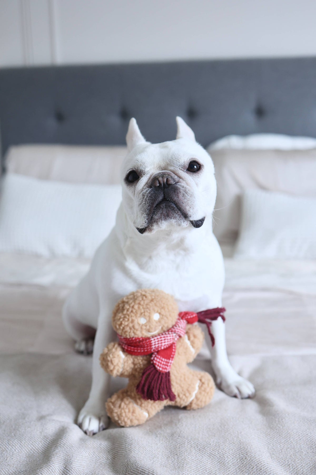 MISTER GINGERBREAD// Holiday Toy// Enrichment Dog Toy