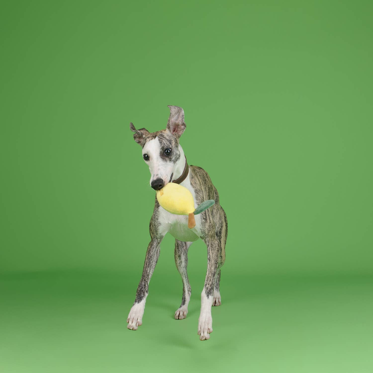 CHEWFFON Fruit Plush Squeaky Dog Toy – Strawberry, Lemon or Pear