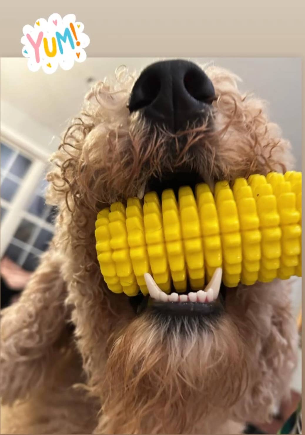 Corn-Shaped Dental Chew Toy