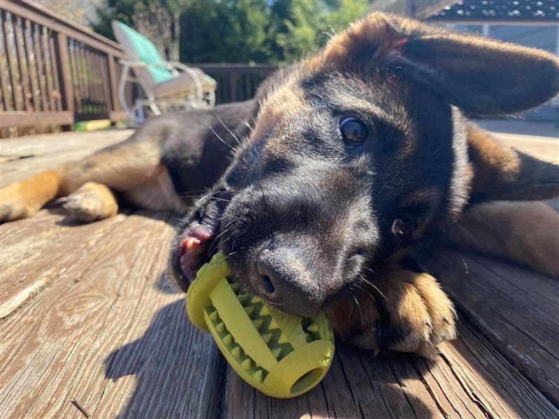 Natural Rubber Acorn Toy