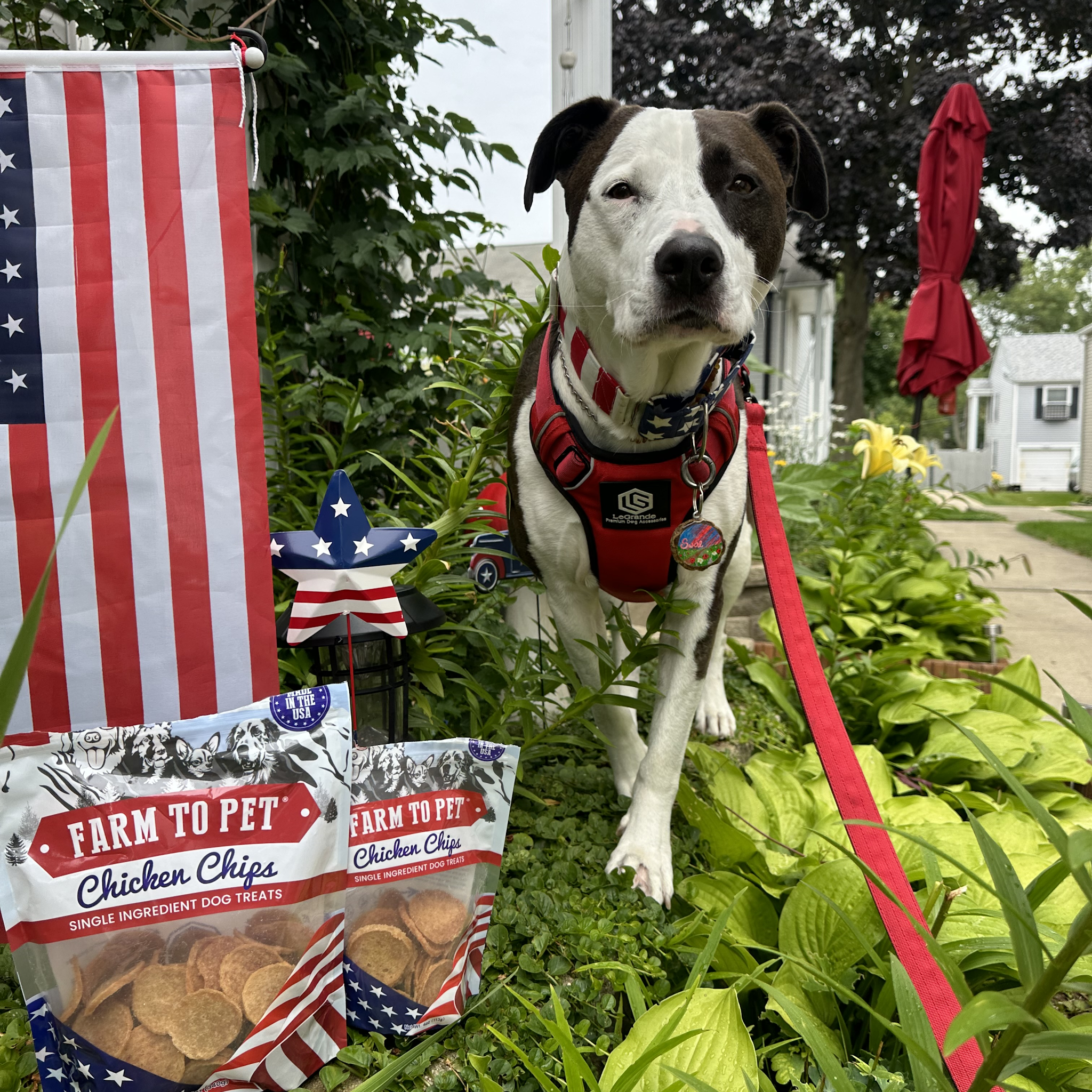 Americana Chicken Chips Dog Treats: 4oz