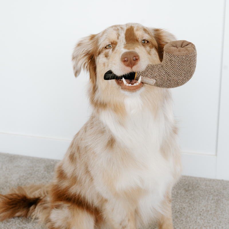 DALI//Surrealist Snuffles/ENRICHMENT DOG TOY