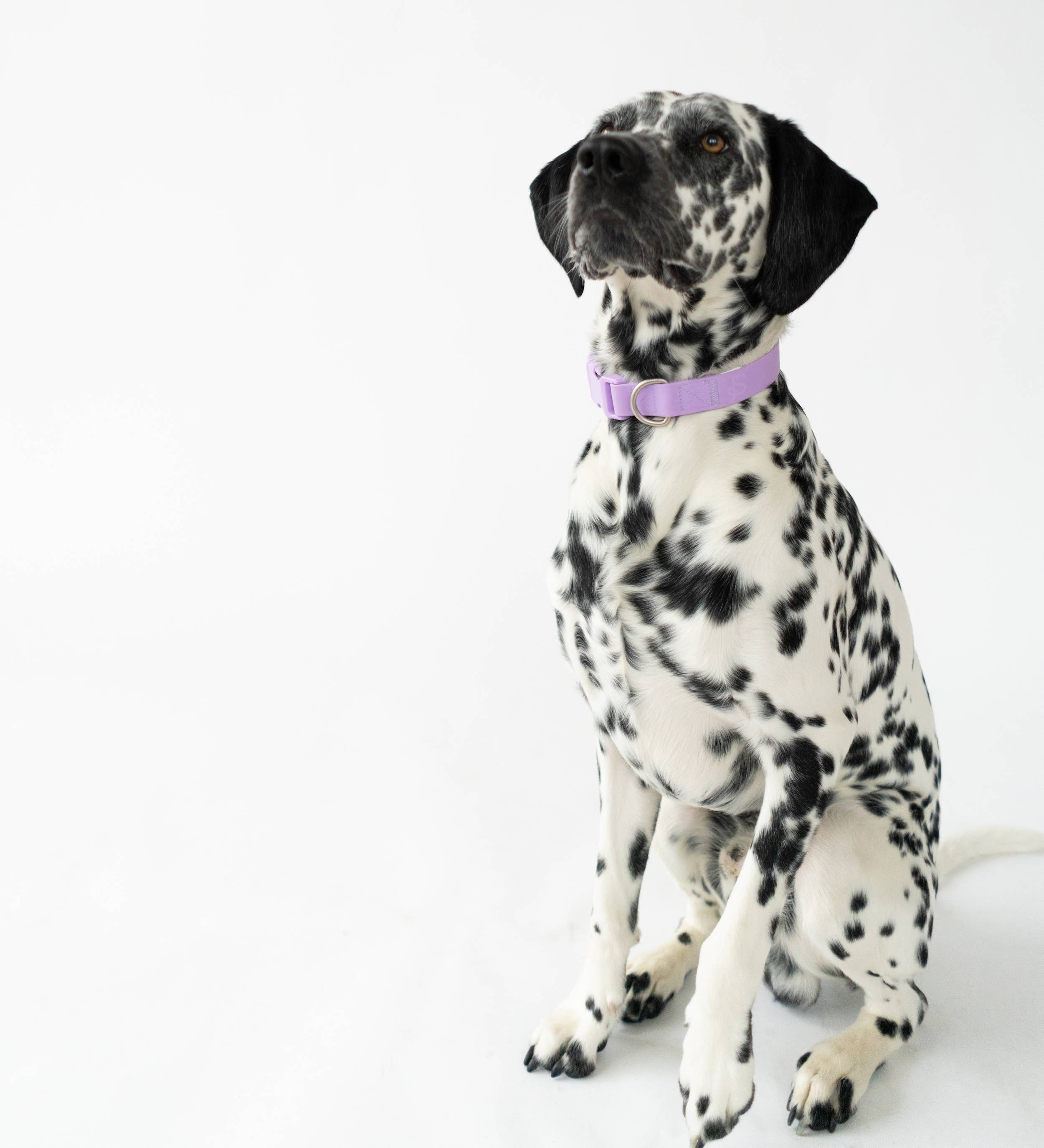 Dog Collar - All-Weather, Adjustable (Small)