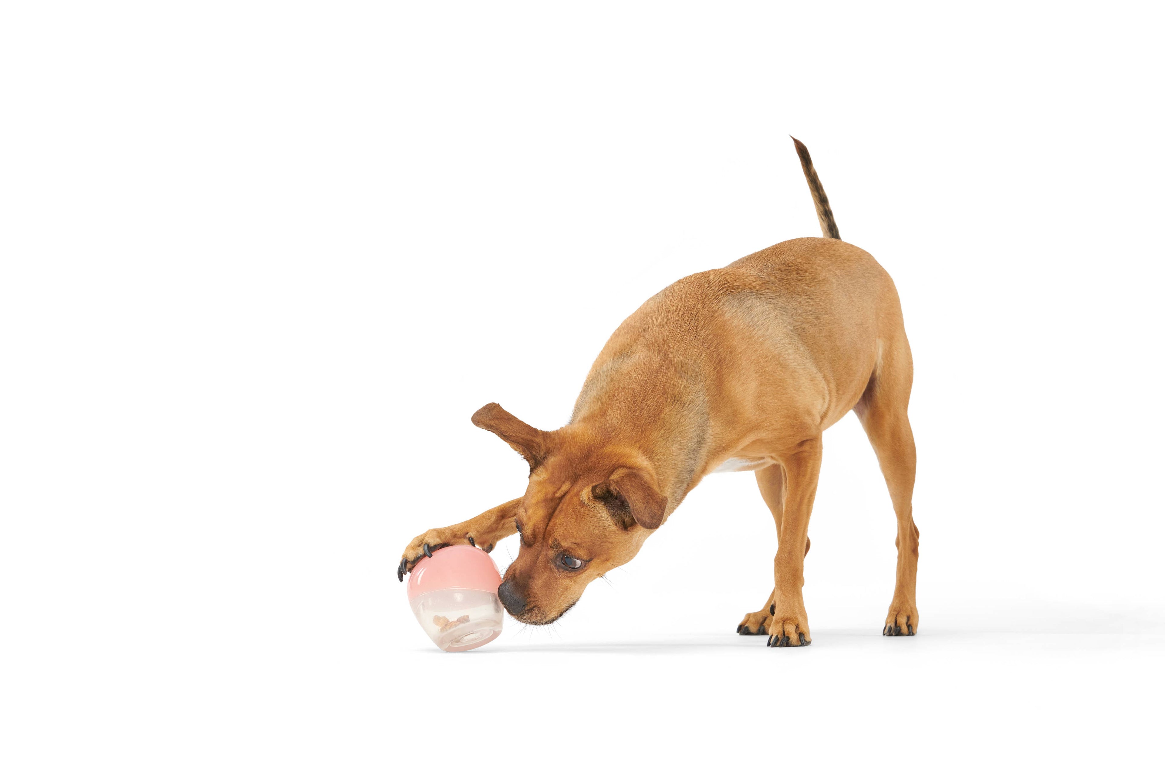 Super Chewer Tipsy Rosé Rubber Wine Dog Toy