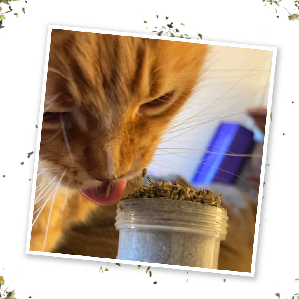 Meowijuana Kalico Kush - Catnip and Valerian Root Blend