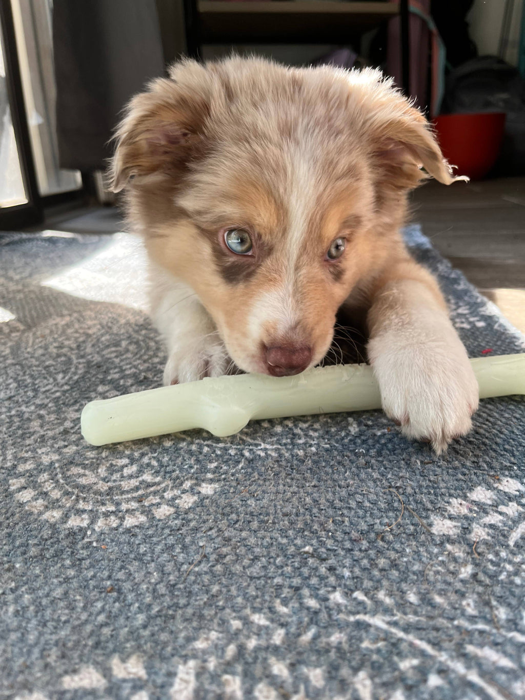 Fetch & Glow Stick