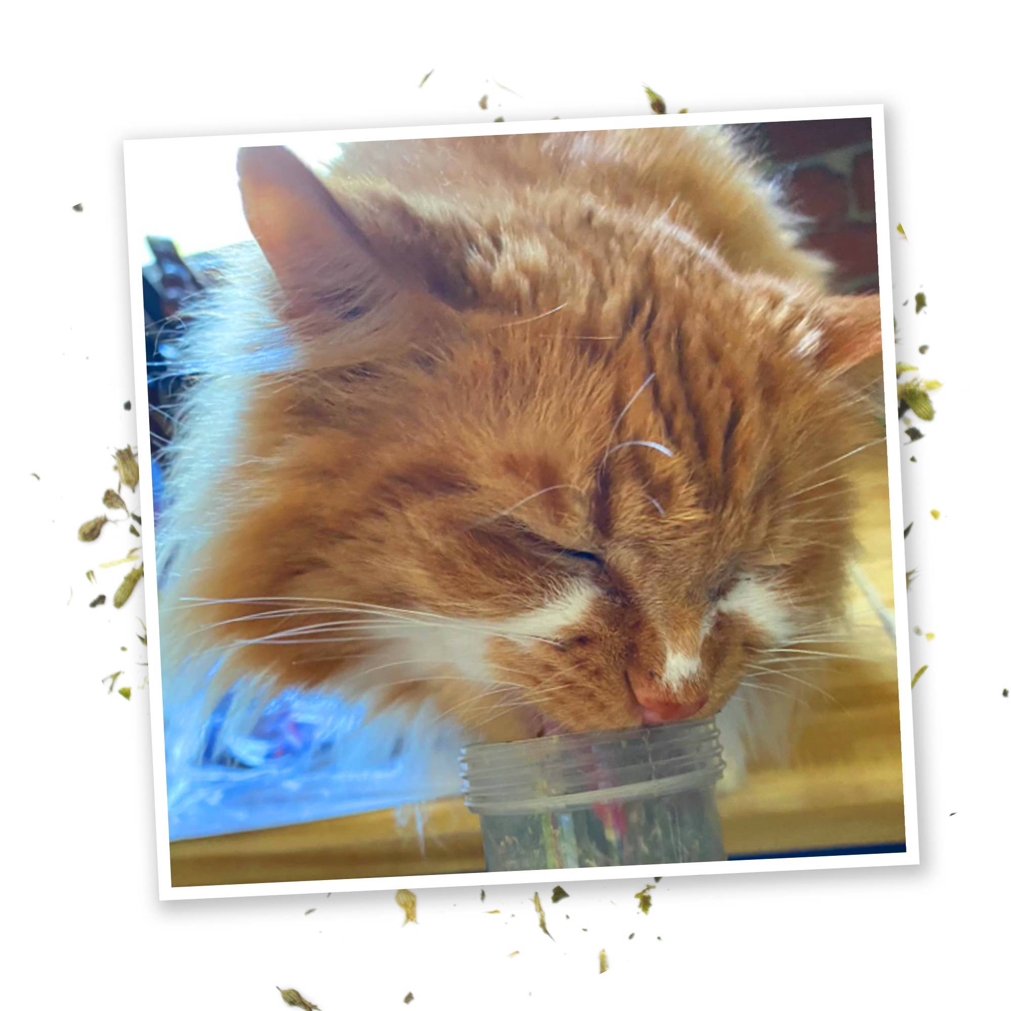 Meowijuana Kalico Kush - Catnip and Valerian Root Blend
