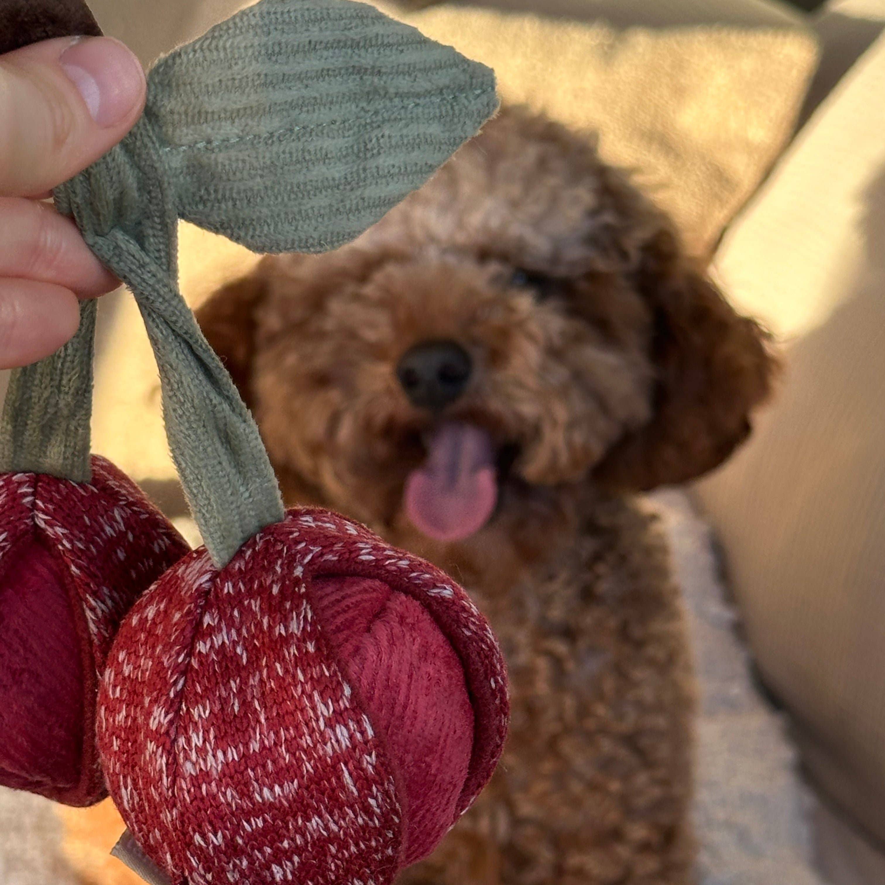 Michigan Cherries