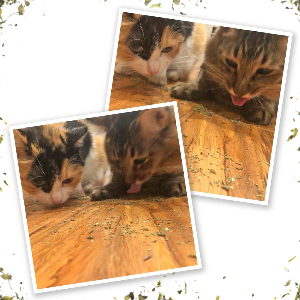 Meowijuana Kalico Kush - Catnip and Valerian Root Blend