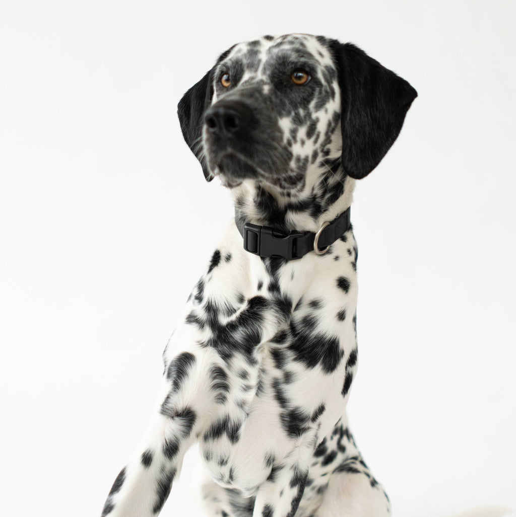 Dog Collar - All-Weather, Adjustable (Small)