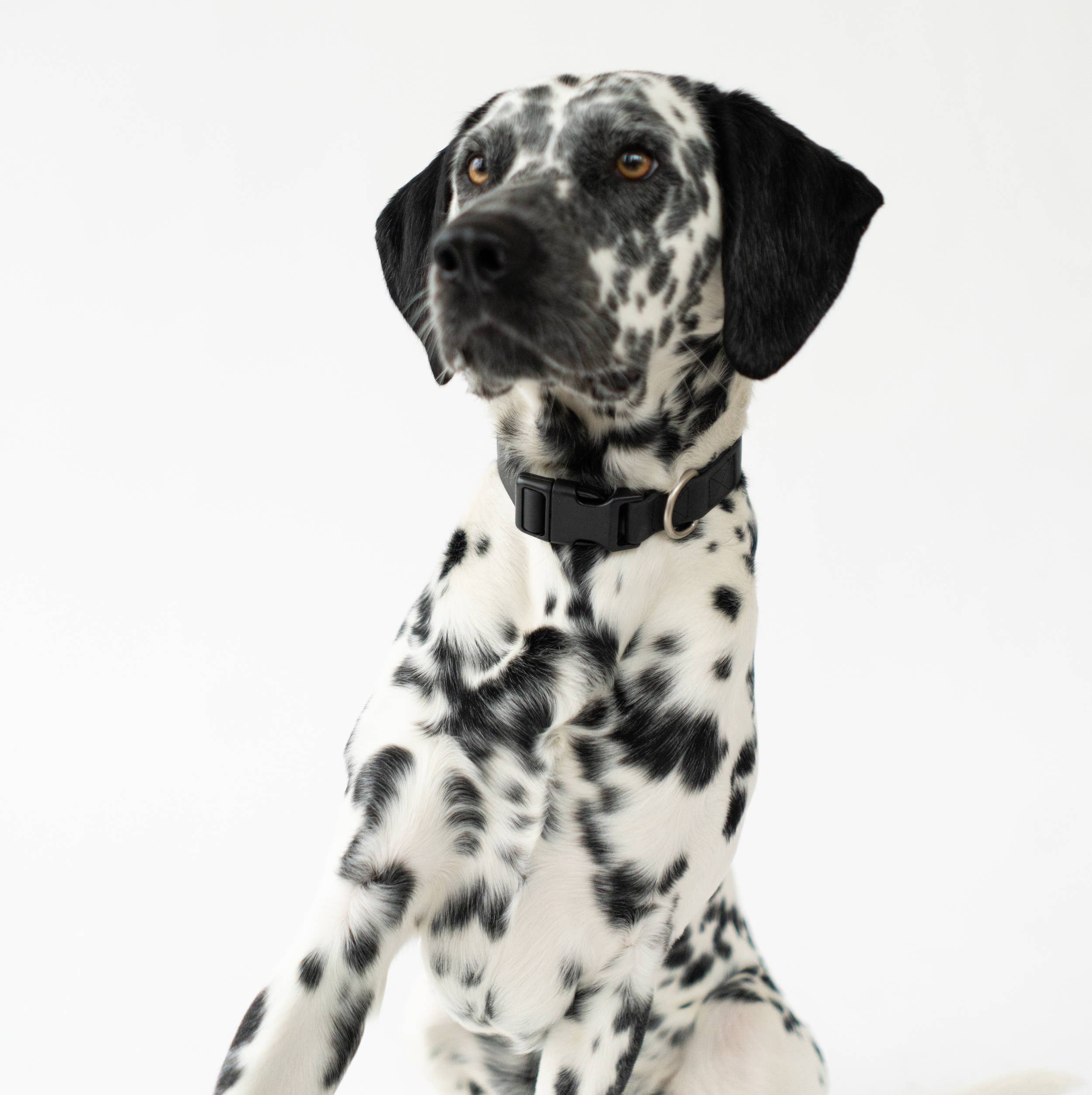 Dog Collar - All-Weather, Adjustable (Small)