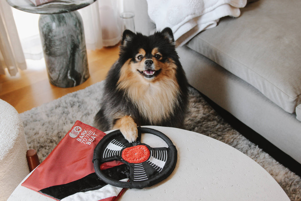 BARK TO BEAT // ENRICHMENT DOG TOY // TUG + SNUFFLE + FETCH