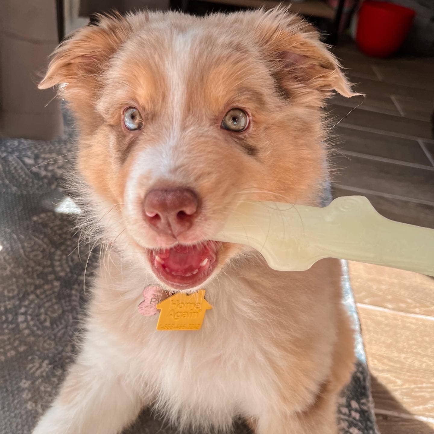Fetch & Glow Stick