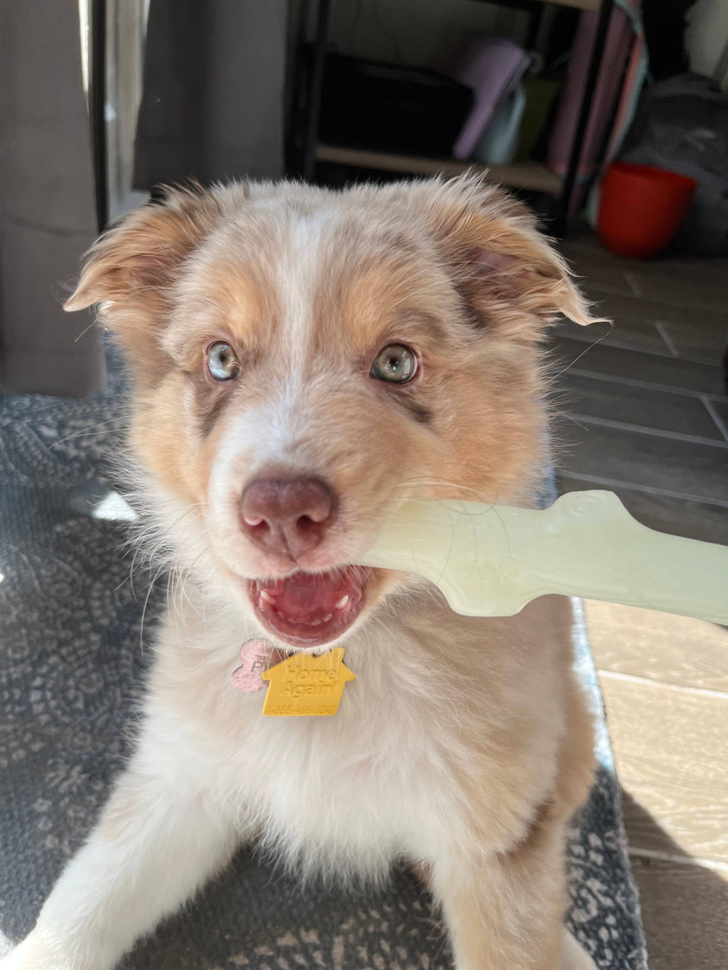 Fetch & Glow Stick