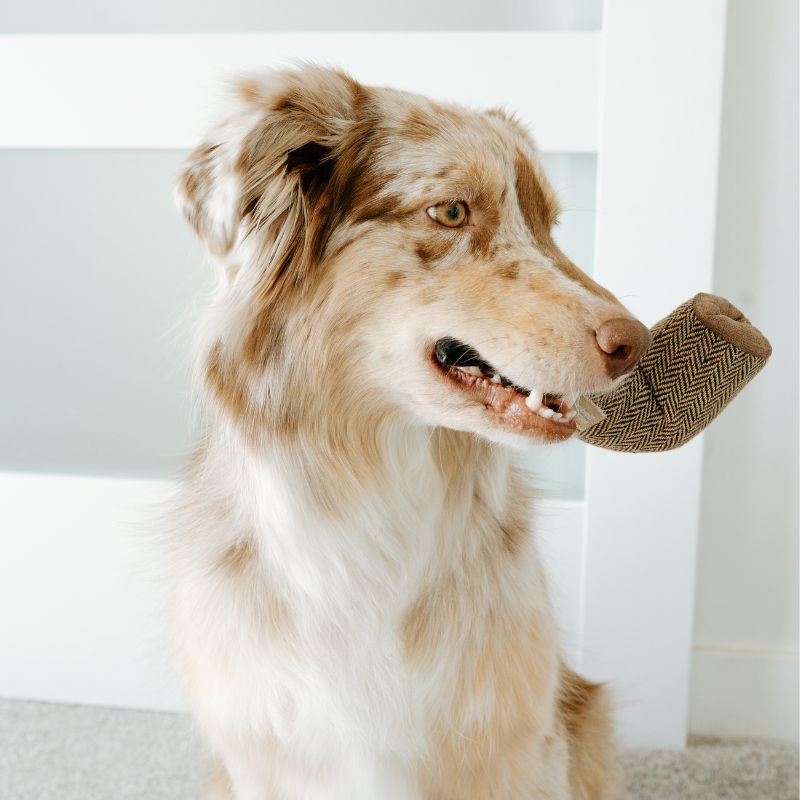 DALI//Surrealist Snuffles/ENRICHMENT DOG TOY